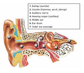 Tinnitus Treatment Lichfield